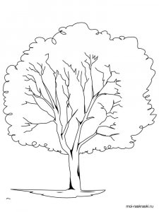 Elm Tree coloring page 4 - Free printable