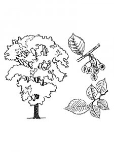 Elm Tree coloring page 6 - Free printable