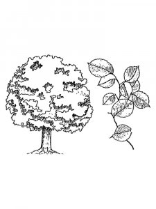 Elm Tree coloring page 7 - Free printable