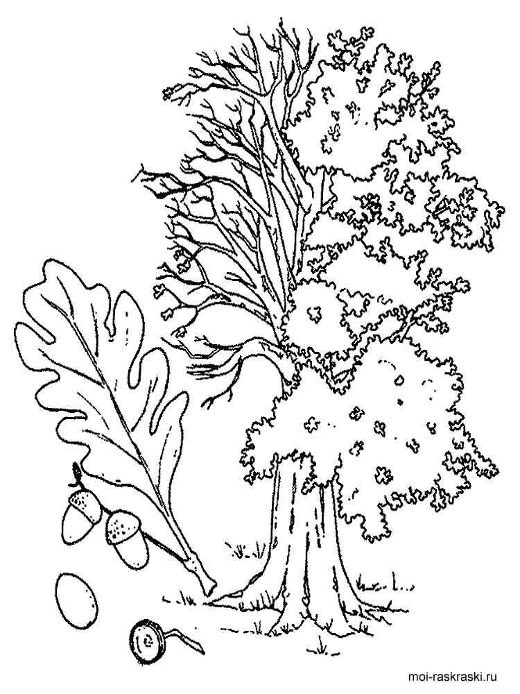 Oak Tree coloring pages for kids. Free Printable Oak Tree coloring pages