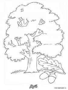 Oak coloring page 4 - Free printable