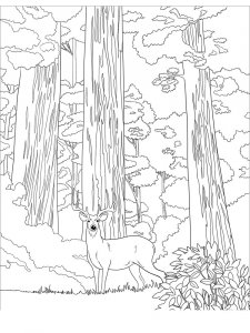 Sequoia coloring page 8 - Free printable