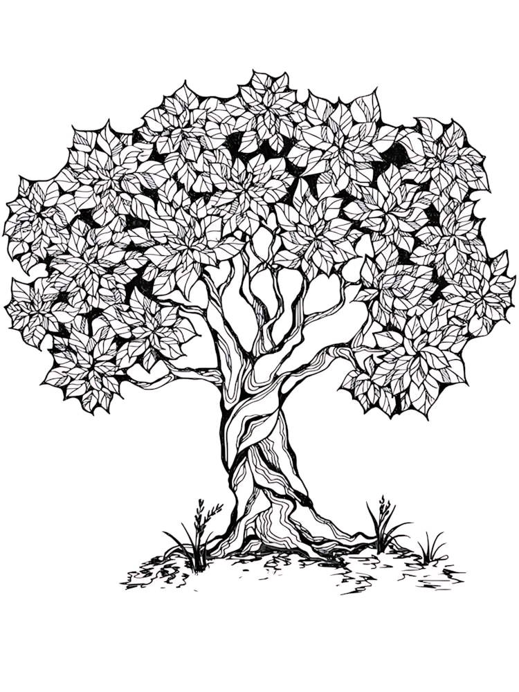 Tree Coloring Pages For Adults Free Printable Tree Coloring Pages 