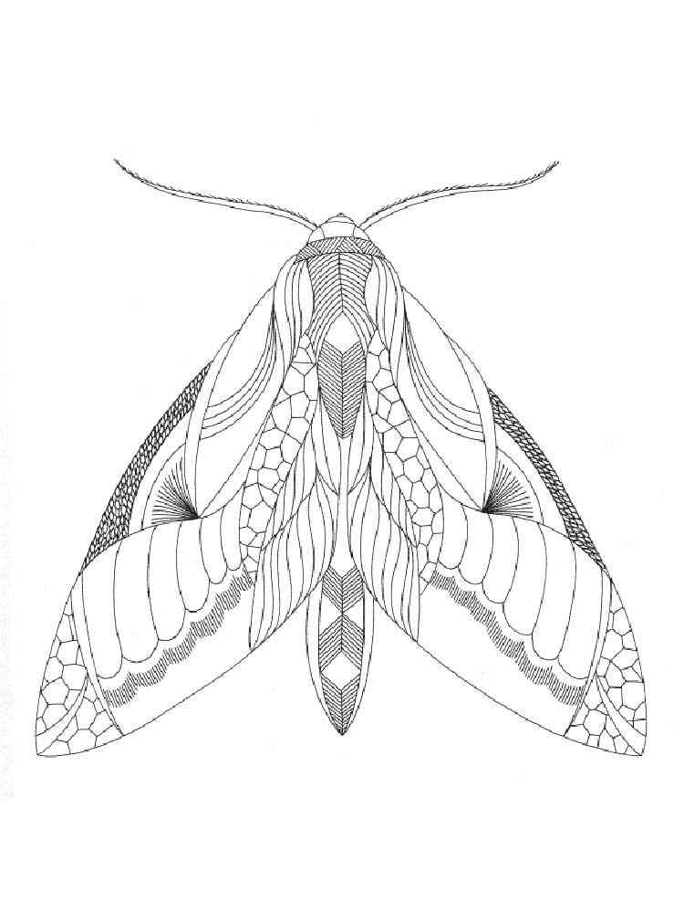 Free Insect coloring pages for Adults. Printable to ...