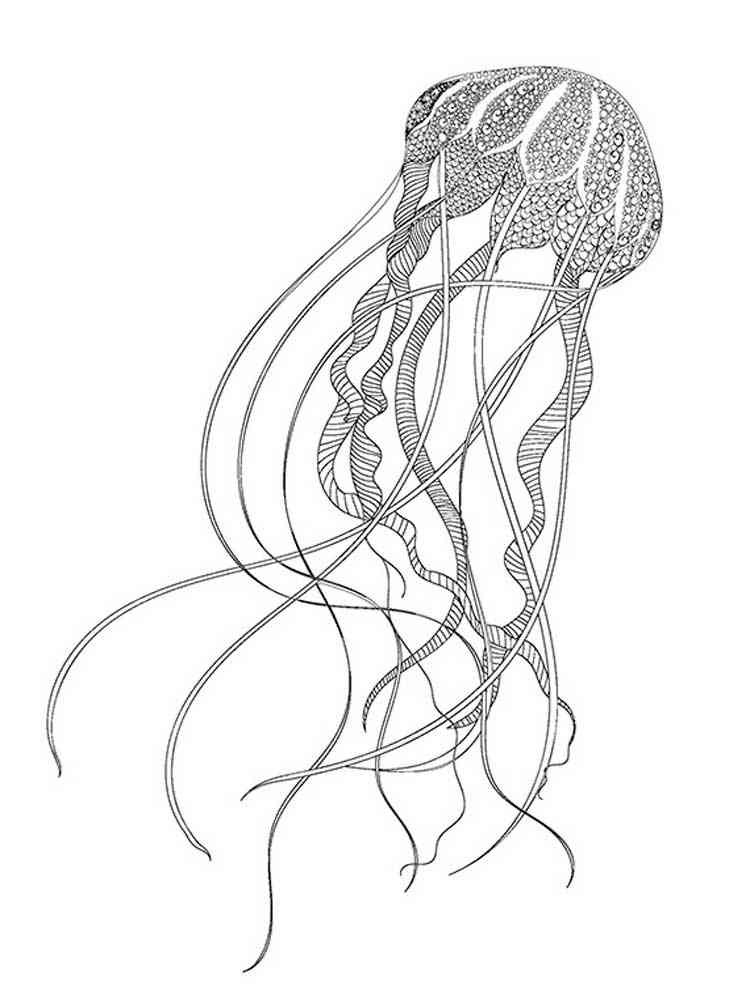 Free Jellyfish coloring pages for Adults. Printable to Download