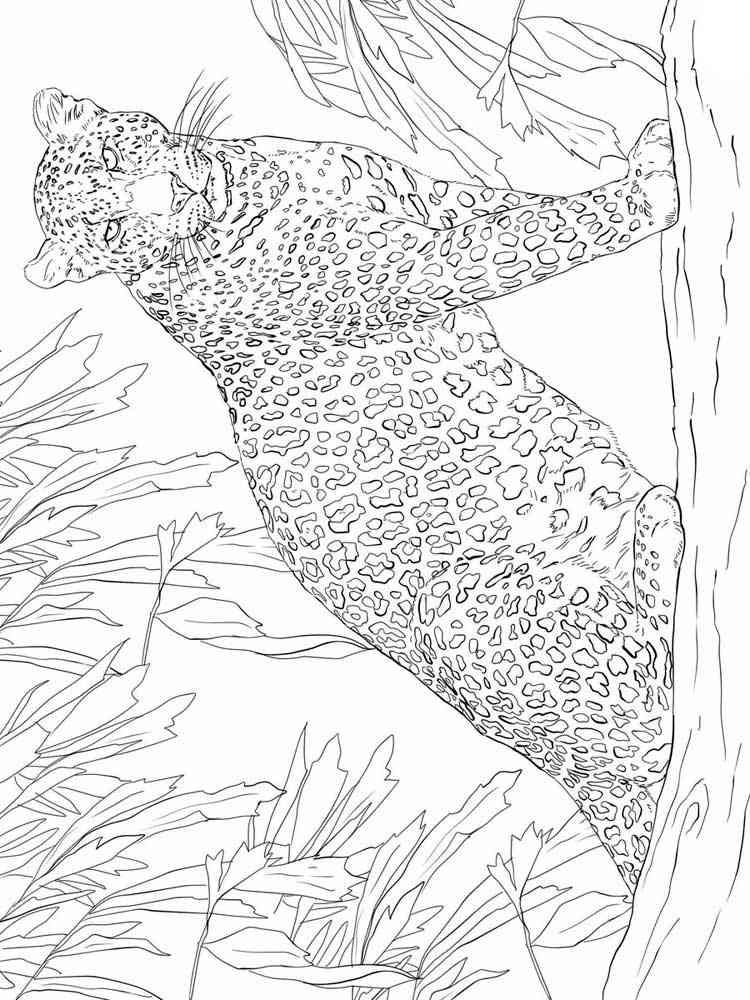 Leopard coloring pages for Adults