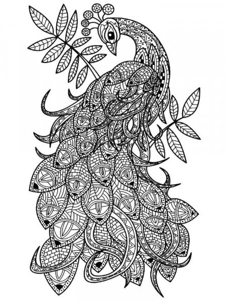 Peacock Coloring Pages For Adults