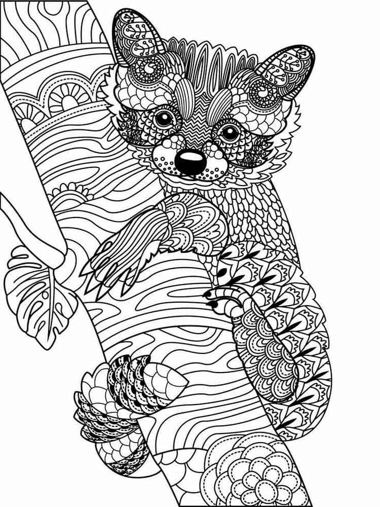 Raccoon coloring pages for Adults