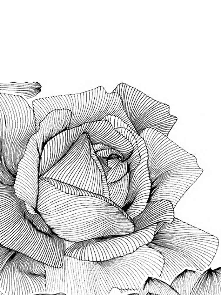 Free Rose coloring pages for Adults. Printable to Download Rose