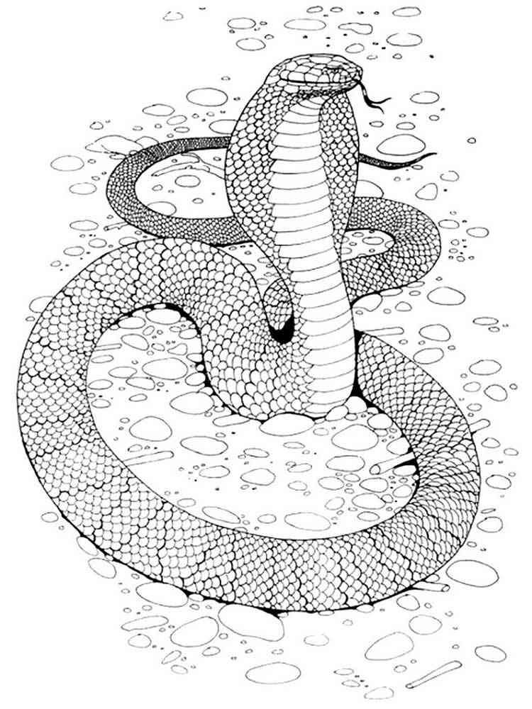 Download Free Snake coloring pages for Adults. Printable to Download Snake coloring pages.
