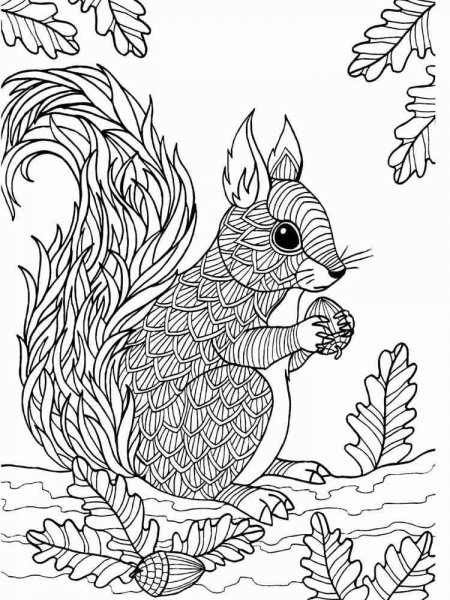 Squirrel coloring pages for Adults