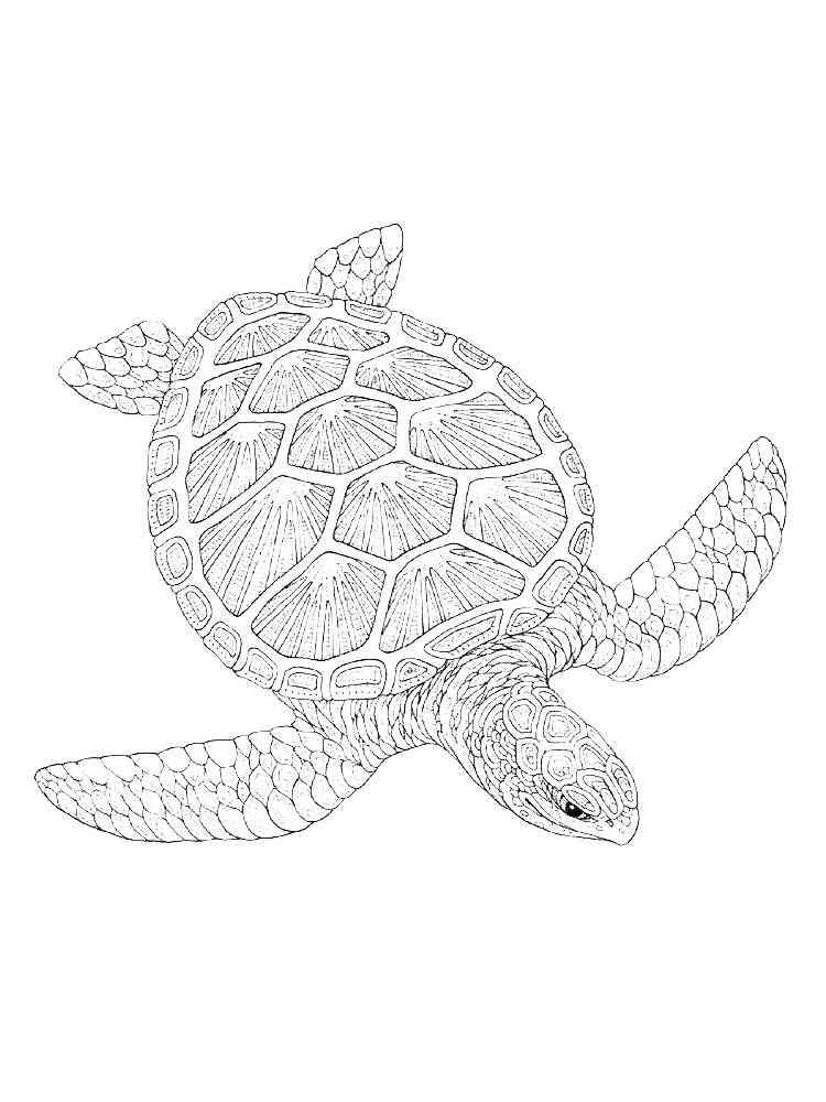 Free Turtle coloring pages for Adults. Printable to ...