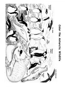 Antarctica coloring page 1 - Free printable