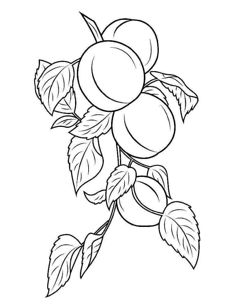 Download Apricot coloring pages. Download and print Apricot coloring pages.