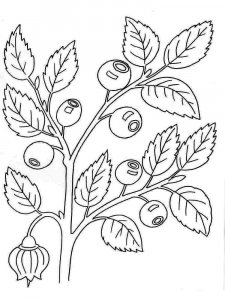 Blueberry coloring page 1 - Free printable