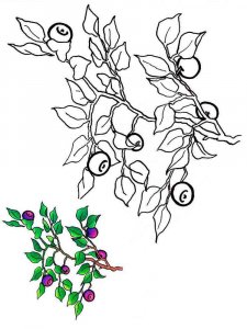 Blueberry coloring page 4 - Free printable