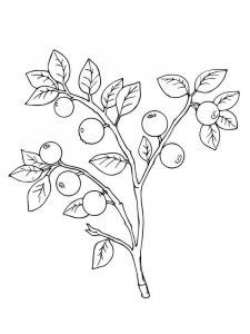 Blueberry coloring page 5 - Free printable