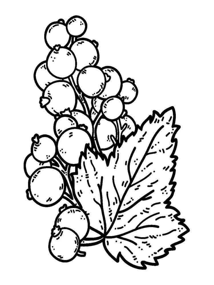 Currant coloring  pages  Download and print Currant 