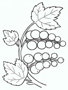 Currant coloring page 2 - Free printable