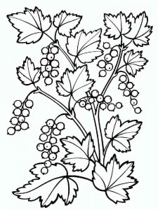 Currant coloring page 3 - Free printable