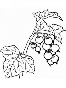 Currant coloring page 6 - Free printable