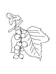 Currant coloring page 10 - Free printable
