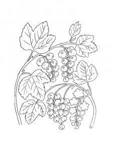 Currant coloring page 11 - Free printable