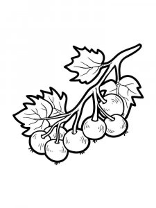 Currant coloring page 12 - Free printable