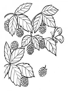 Raspberries coloring page 1 - Free printable