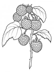 Raspberries coloring page 10 - Free printable