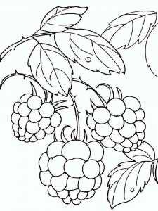 Raspberries coloring page 11 - Free printable