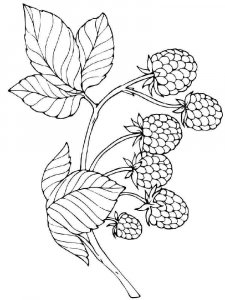 Raspberries coloring page 14 - Free printable