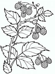 Raspberries coloring page 2 - Free printable