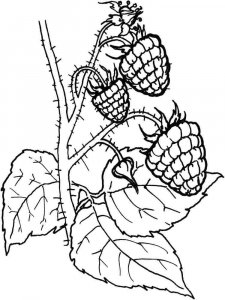 Raspberries coloring page 4 - Free printable