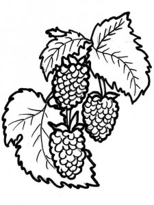 Raspberries coloring page 6 - Free printable