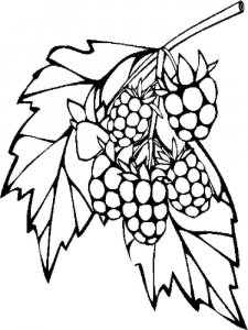 Raspberries coloring page 7 - Free printable