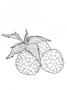 Raspberries coloring page 8 - Free printable