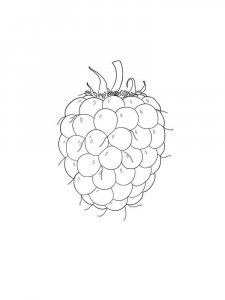 Raspberries coloring page 27 - Free printable