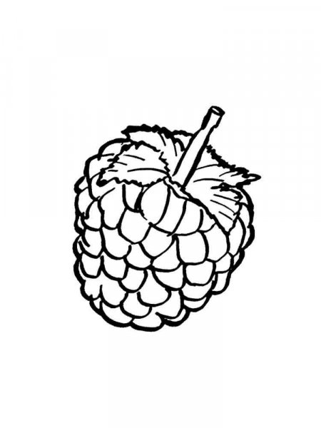 Raspberry coloring pages