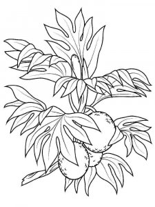 Breadfruit coloring page 1 - Free printable