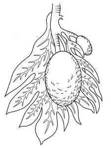 Breadfruit coloring page 3 - Free printable