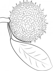Breadfruit coloring page 4 - Free printable