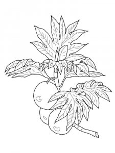 Breadfruit coloring page 5 - Free printable