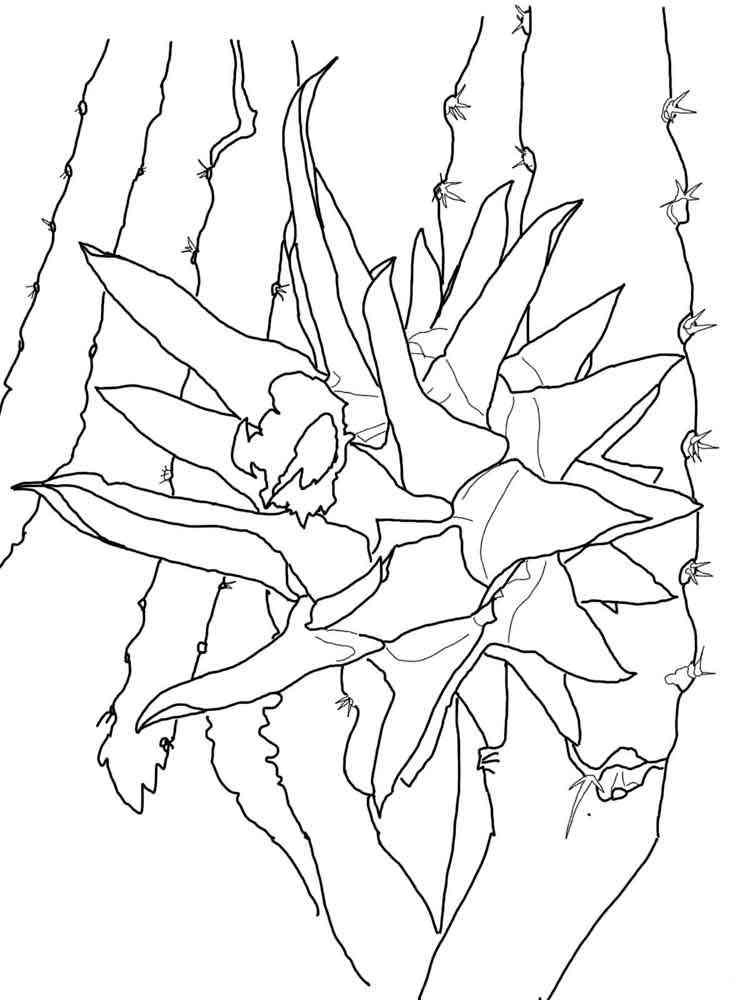 Download Dragon Fruit coloring pages. Download and print Dragon ...