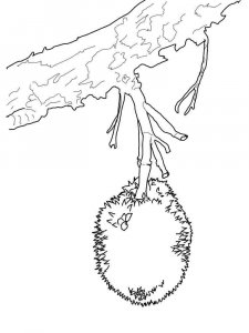 Durian coloring page 9 - Free printable