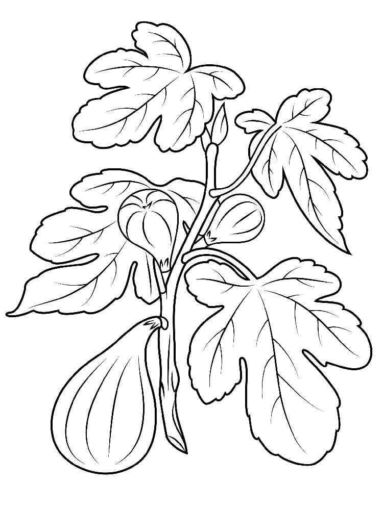 Figs coloring pages. Download and print Figs coloring pages.
