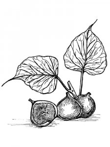 Figs coloring page 10 - Free printable