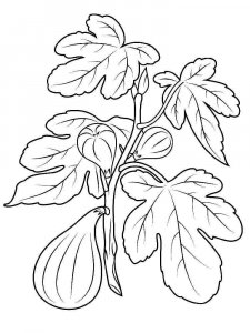 Figs coloring page 6 - Free printable