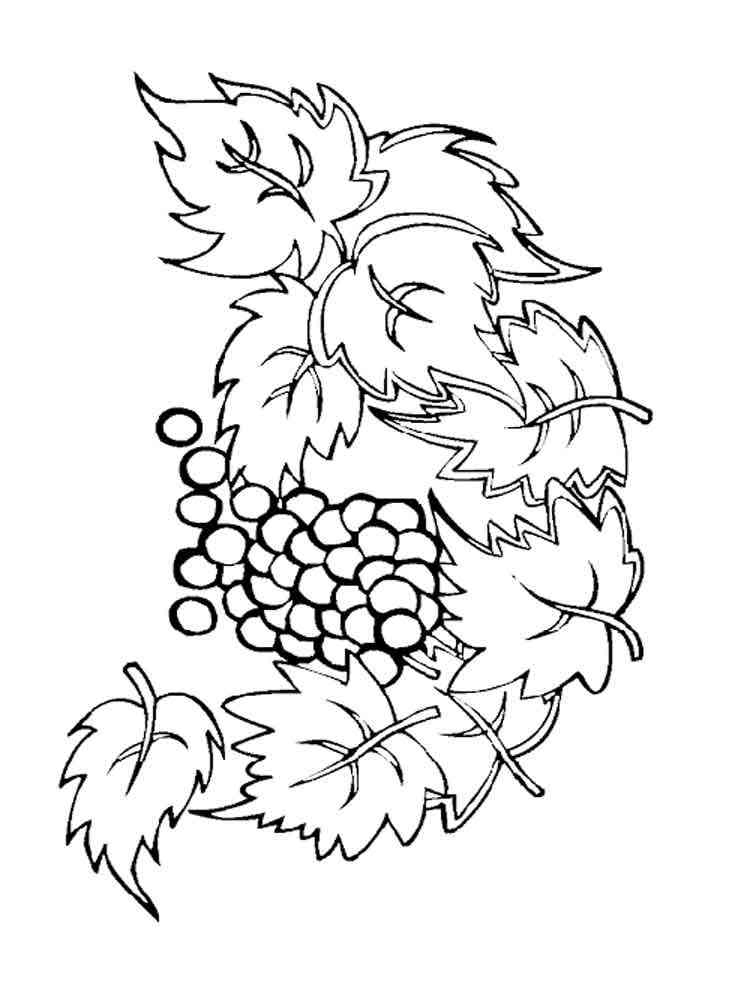 Grape coloring pages. Download and print Grape coloring pages.