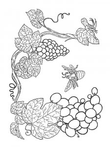 Grape coloring page 11 - Free printable